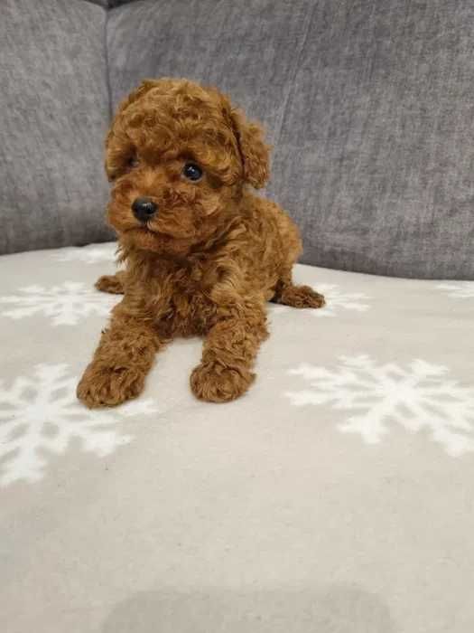 Poodle Vermelho disponível