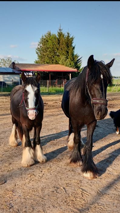 klaczka tinker 3,5 roku