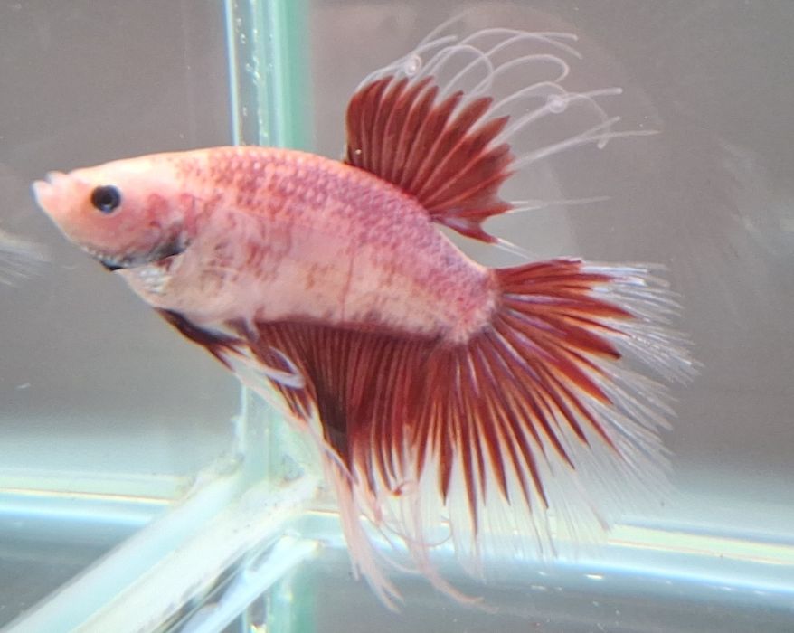 Machos Betta adultos - 5€