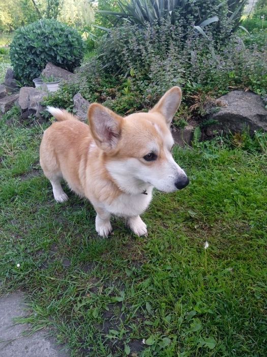 Хлопчик коргі для в'язки