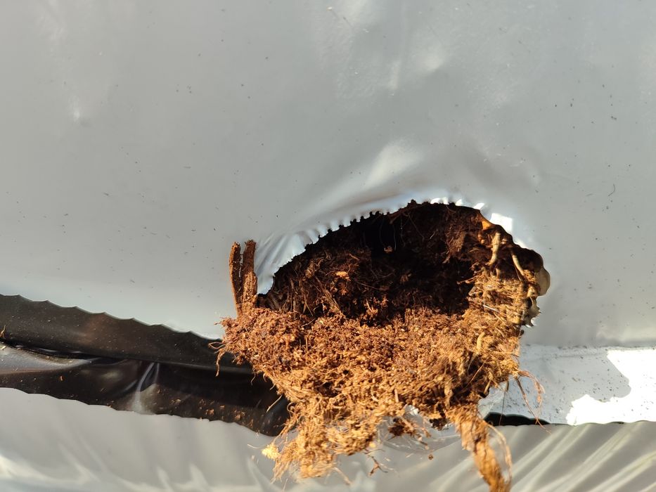 Шашты жақын пландағы порно секс