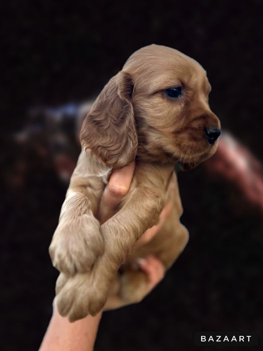 Поспішайте  є в наявності плюшеві Кокер Спанієль!Акція!