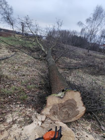 Sprzedam dwie kłody dębu