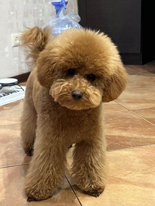 Предлогаем пуделей ред браун