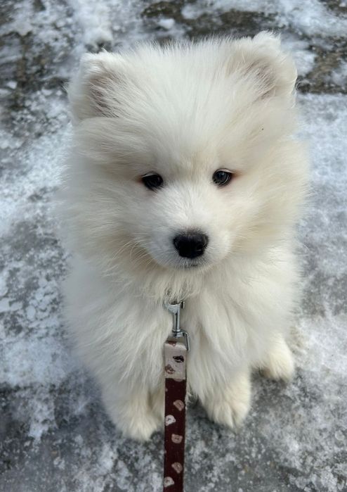 SAMOYED  ZKwP FCI  plany hodowlane na 2026