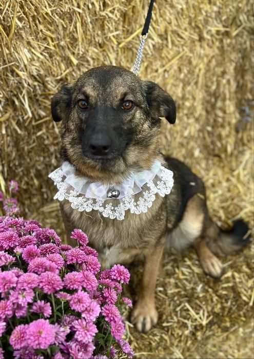 Собачка дівчинка в добрі руки (стерильна)