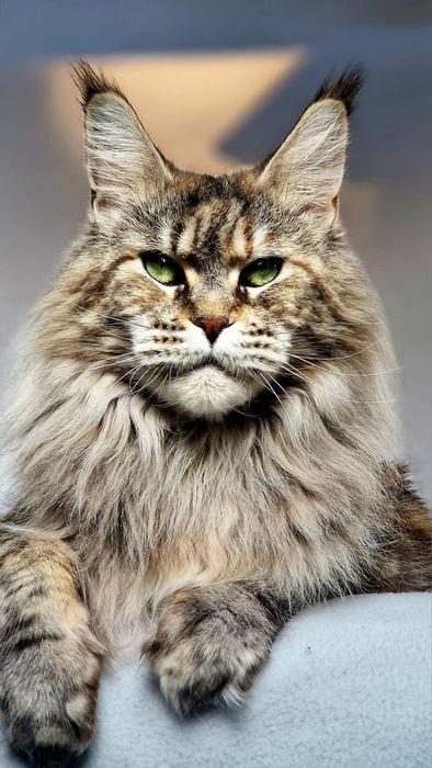 Maine coon kotka pohodowlana
