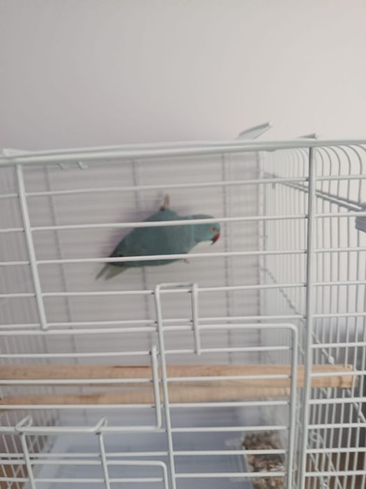 Ring Neck truquesa