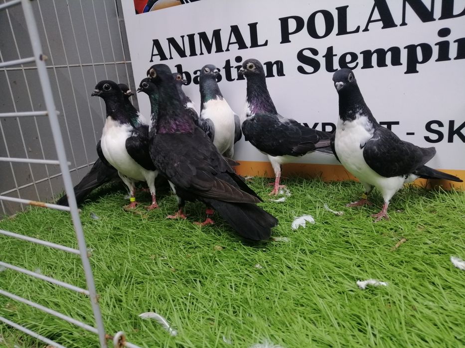 Gołębie. Czajki wiedeńskie. Czajka. Możliwy transport od 2 stycznia