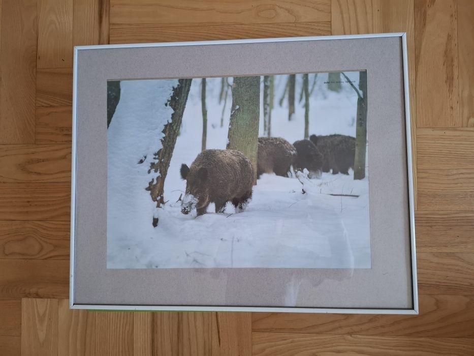 Zdjecia zwierząt w ramkach