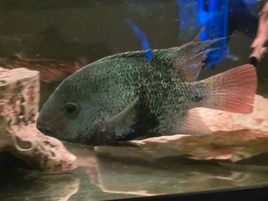 Pielęgnica Macalicauda - Czarnopręga