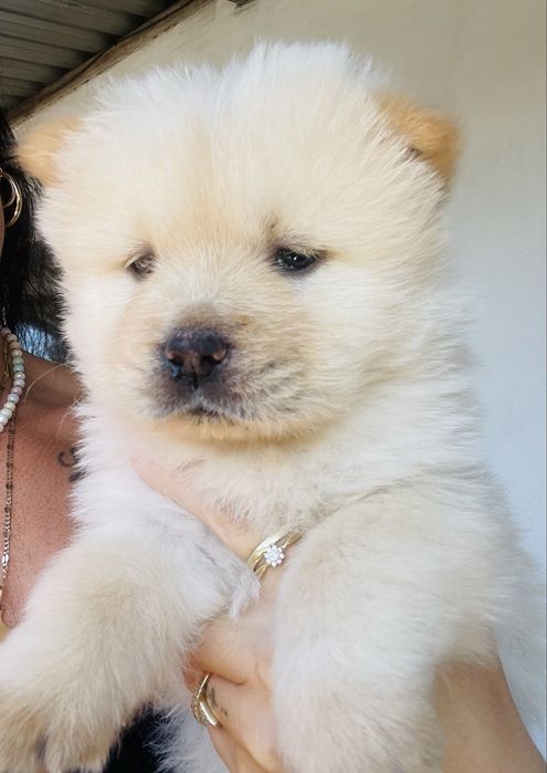 Piękne Chow Chow