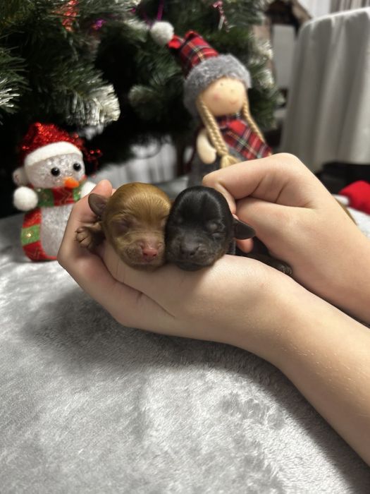 Йоркопу на бронь хлопчики і дівчатка