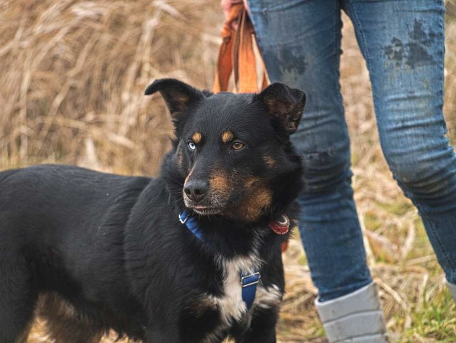 Norway -psiak o niesamowitych oczach, ciekawski i energiczny -adopcja.