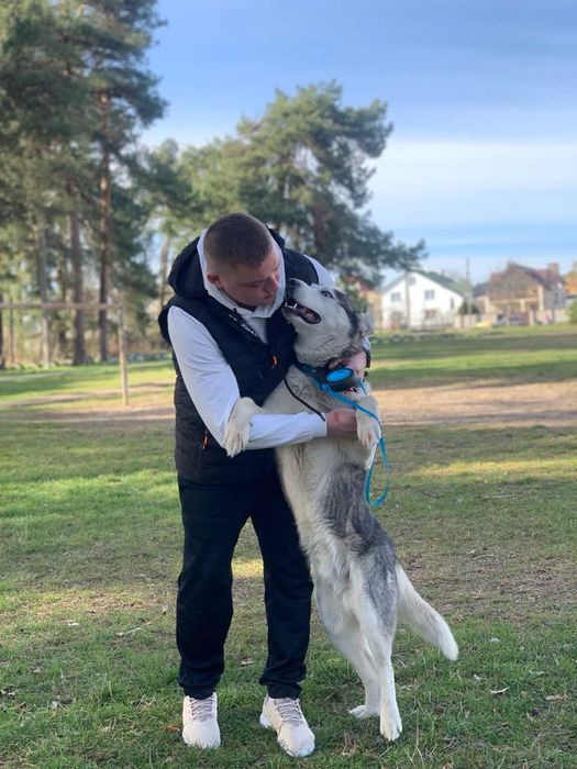 Шукаю Дівчинку для спарування,чистокровний (Хаскі) Кавказької породи!!