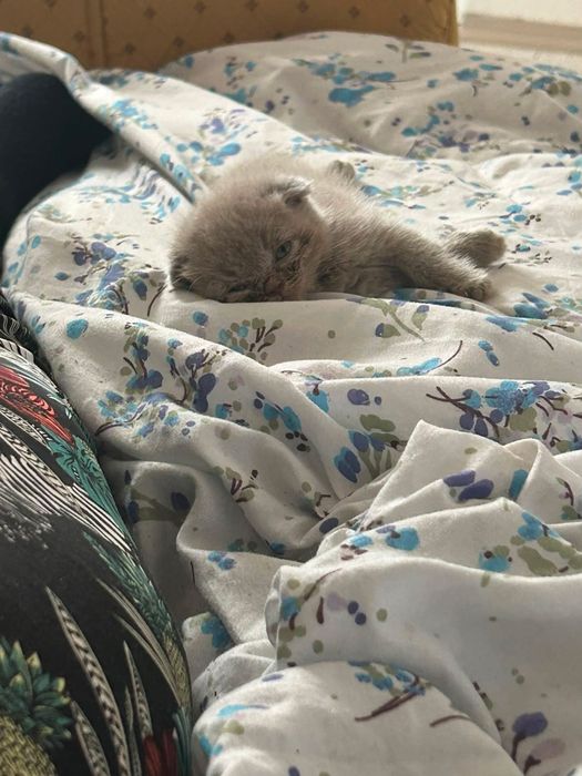 Scottish fold lilac