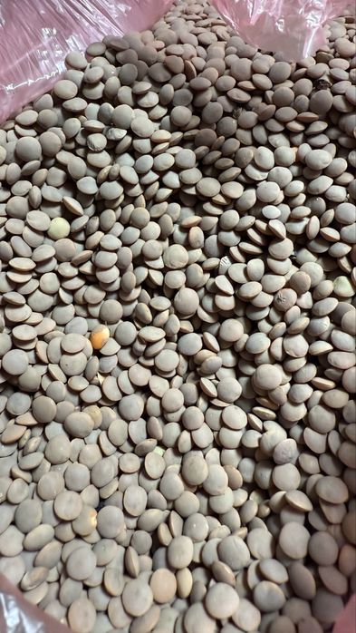 Семена чечевицы красной сорт Максима