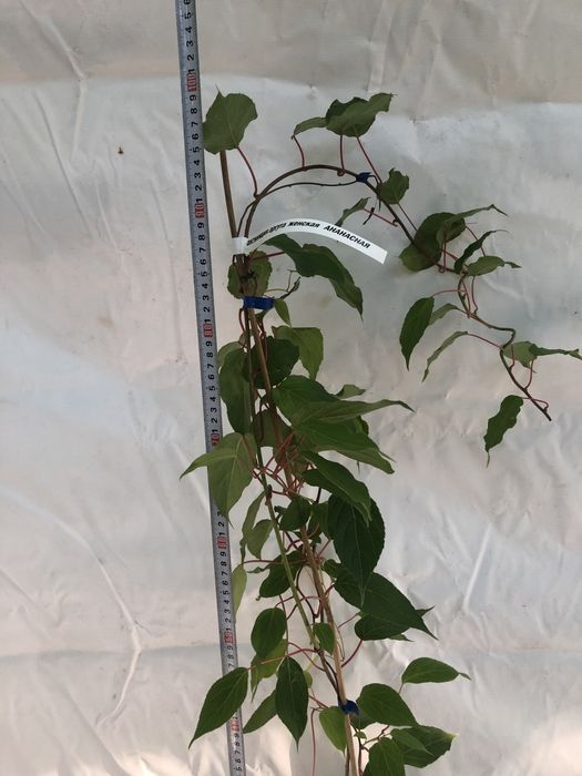 Актинідія 3 річна аргута. 14 цінних сортів!