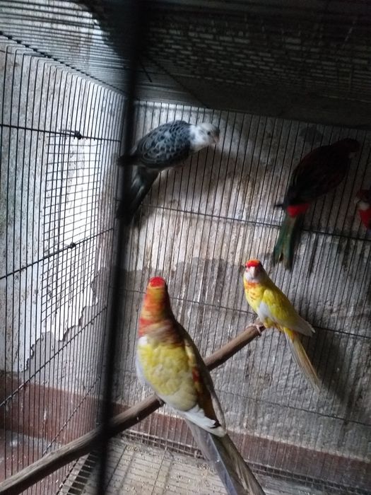 Roselas(platycercus elegans)