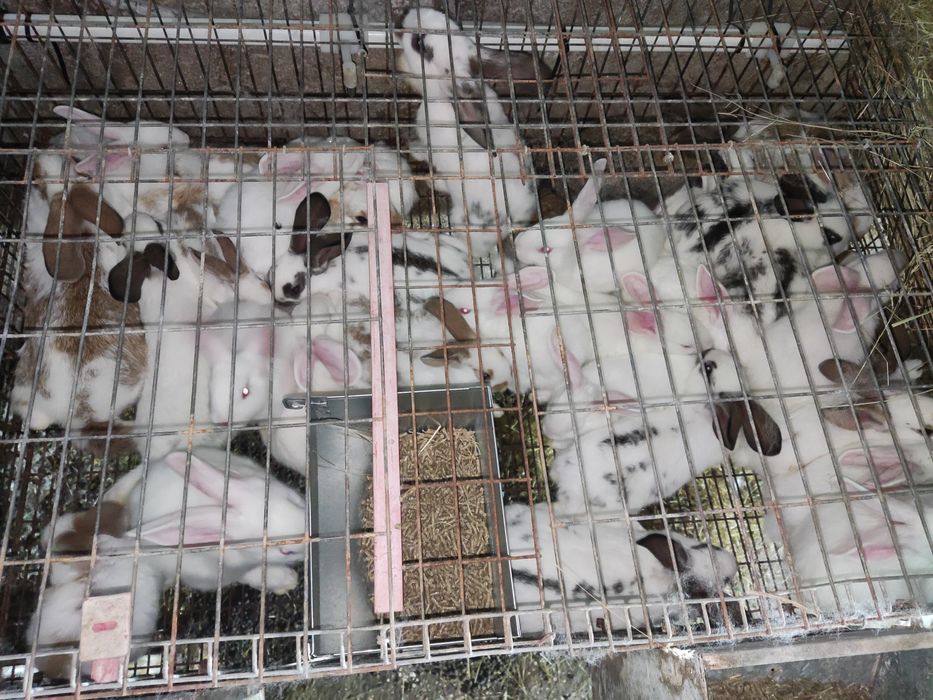 Coelhos para criação ou consumo