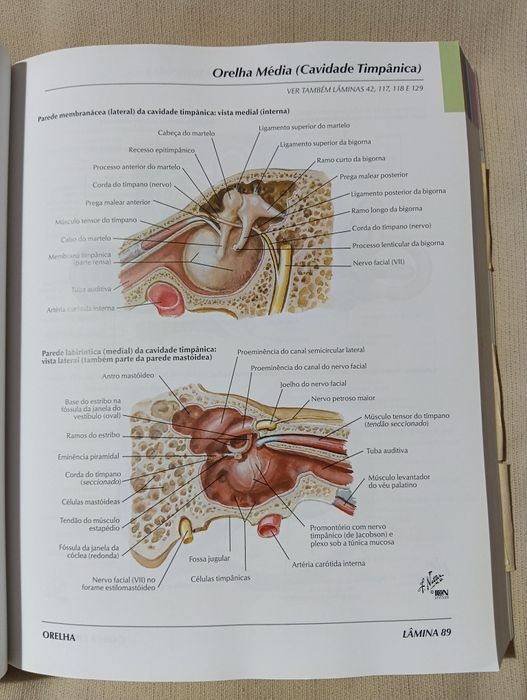 Atlas de Anatomia Humana – Frank H. Netter (3.ª edição)