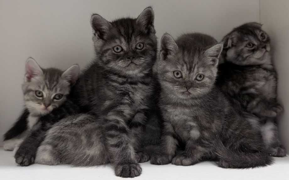 Мазунчики, муркотунчики!!!