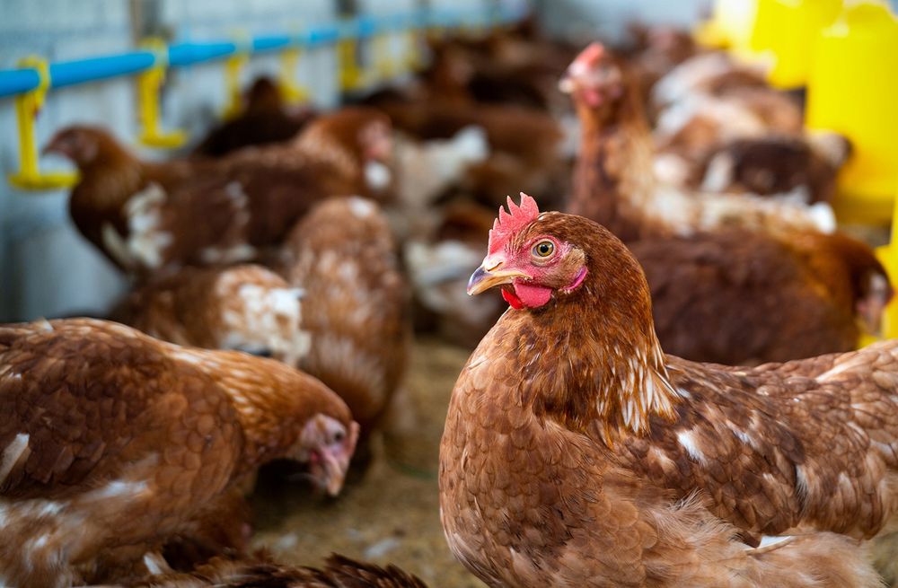 Naturalna ziemia okrzemkowa na wsparcie kur, gołębi Diatomit 10kg