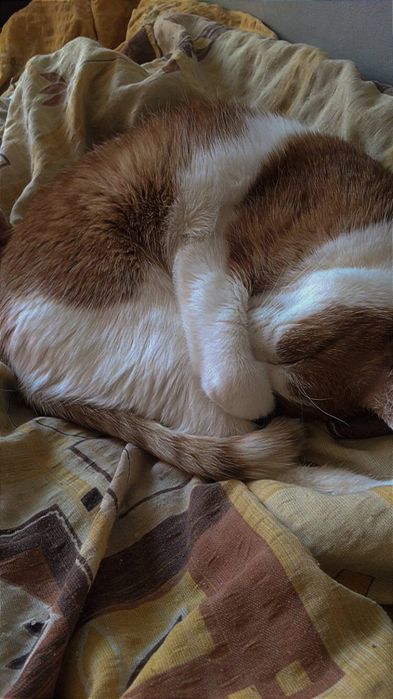 ZAGINĄŁ BIAŁO RUDY KOTEK około grudnia-stycznia