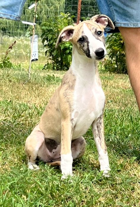 Chart Angielski-Whippet sunia Djuna*FCI