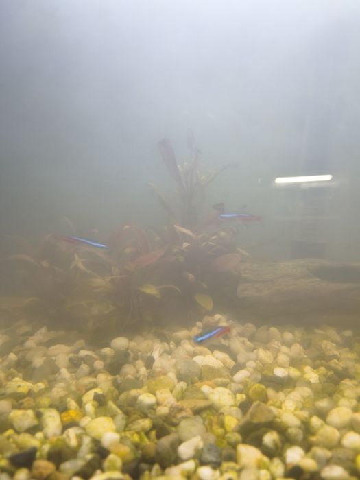 Neonki ostatnie sztuki