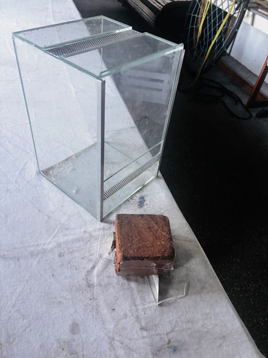 Terrarium dla patyczaków