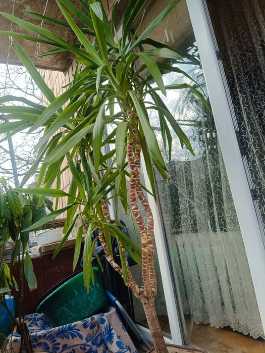 Юкка кімнатна, 4 стебла