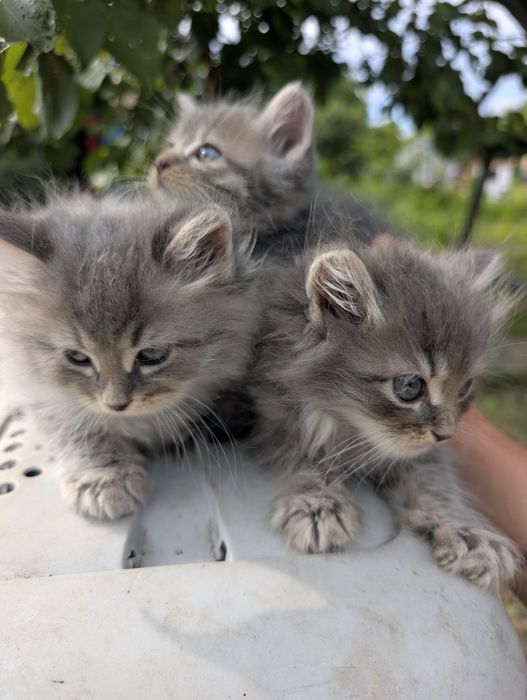 Віддам кошенят у добрі руки
