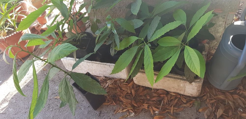ABACATATEIROS para venda