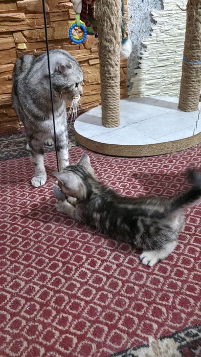 Котики муркотики