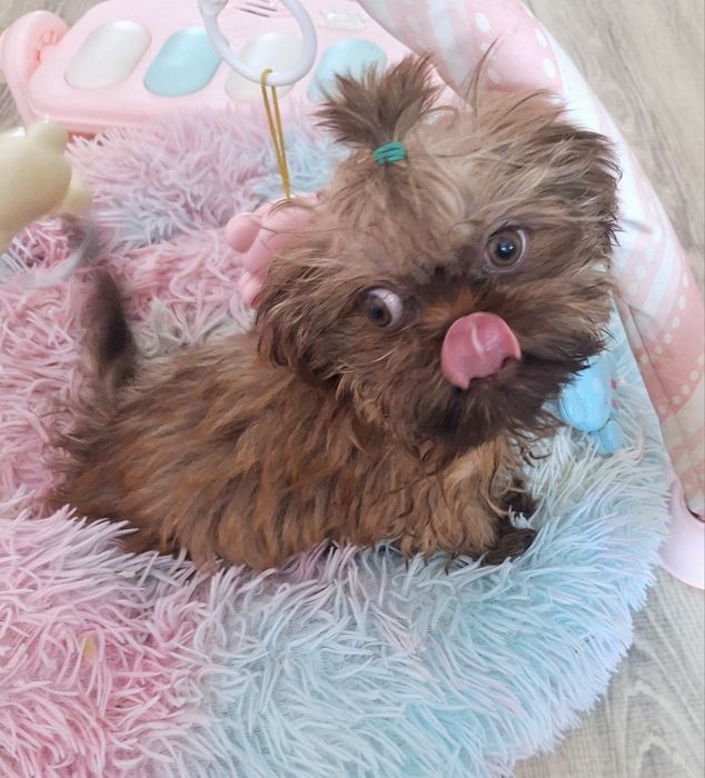 Gaga mini sunia shih tzu / domowa hodowla
