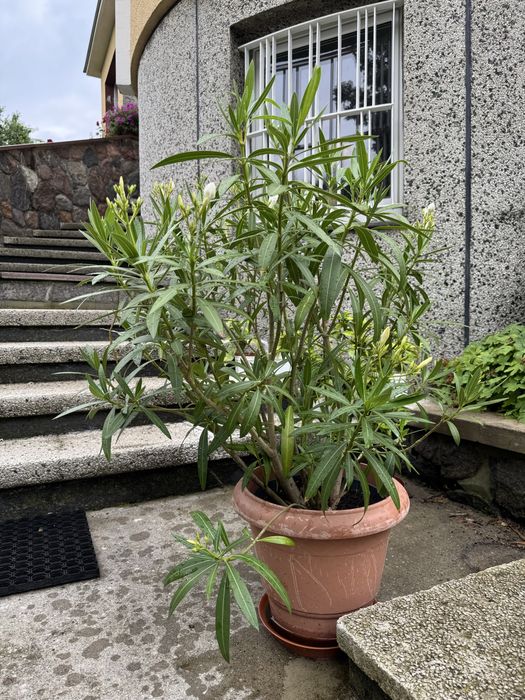 Oleander biały 80 cm kwiat doniczkowy taras balkon