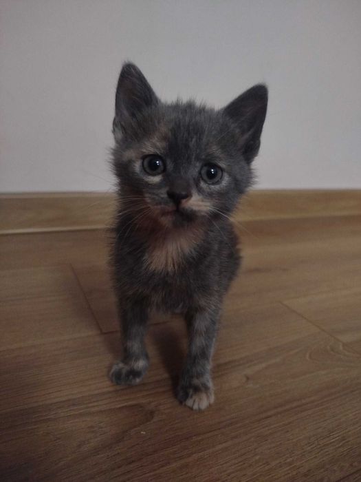 Кошенята в добрі руки