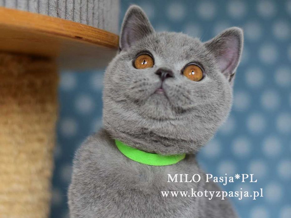 Kot brytyjski niebieski Milo Pasja*PL rodowód FPL/FIFE