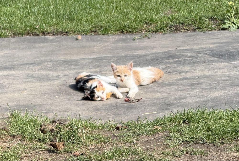 Кошеня, котик, кошенята, котики