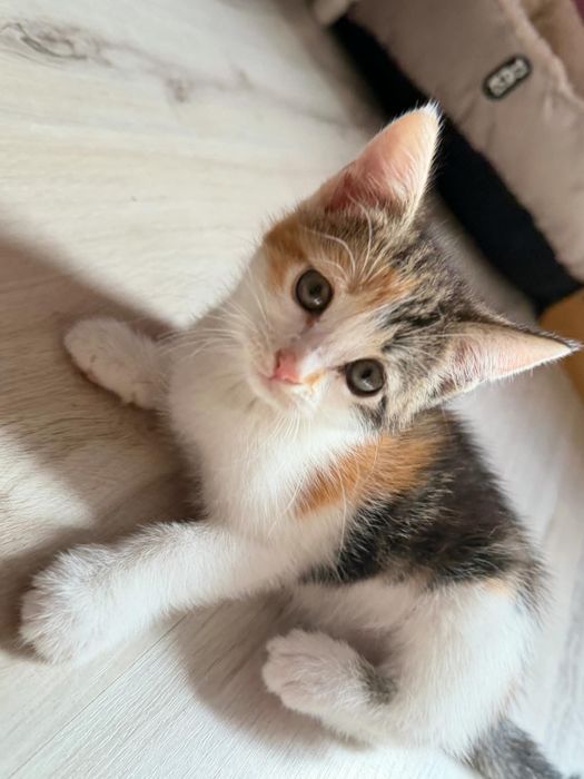 Maluchy do adopcji