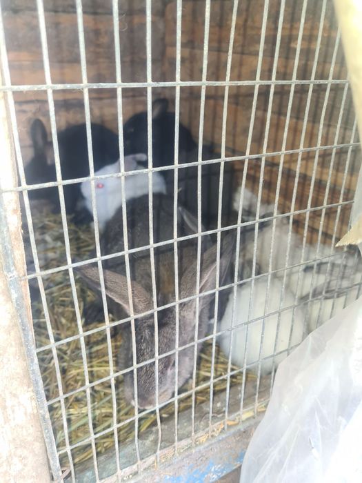 Продам кролі маленькі