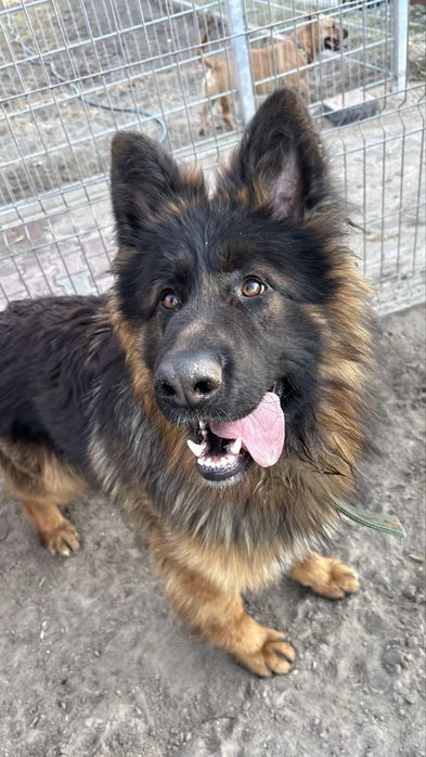Dale owczarek niemiecki kalisz poznan wroclaw lodz do adopcji samiec pies