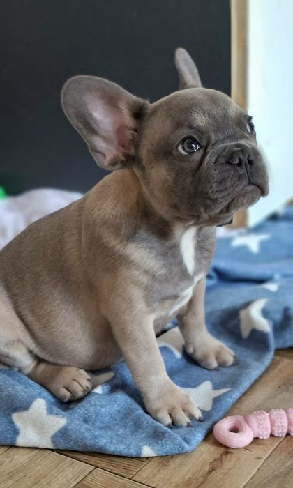 Buldog francuski-piękny Mr Bubble