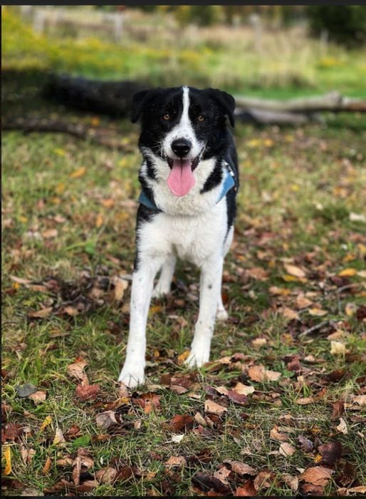 Piękny pies  od 3 lat   czeka na dom