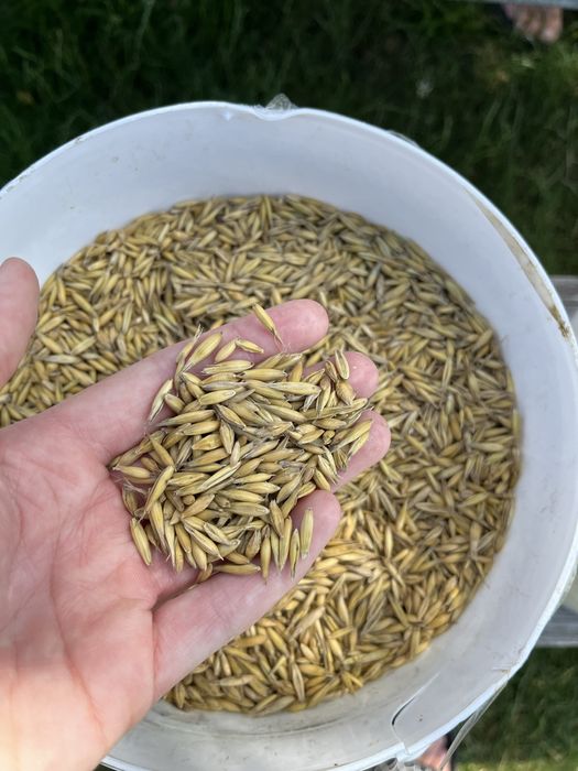 Sprzedam piekna pszenice i mieszanke (owies,jeczmien)