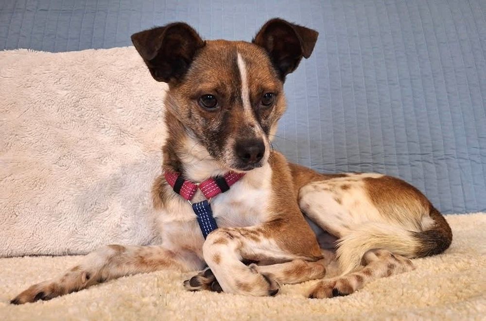 Wrażliwy, 3-letni Lutek szuka swojej rodziny