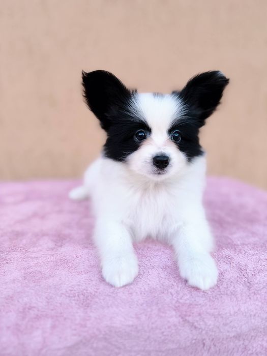 Гарний хлопчик папільона