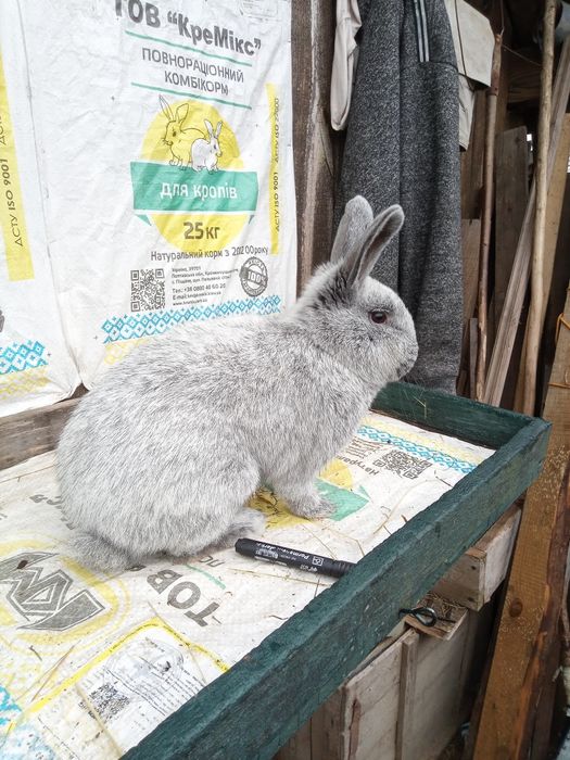 Європейське срібло