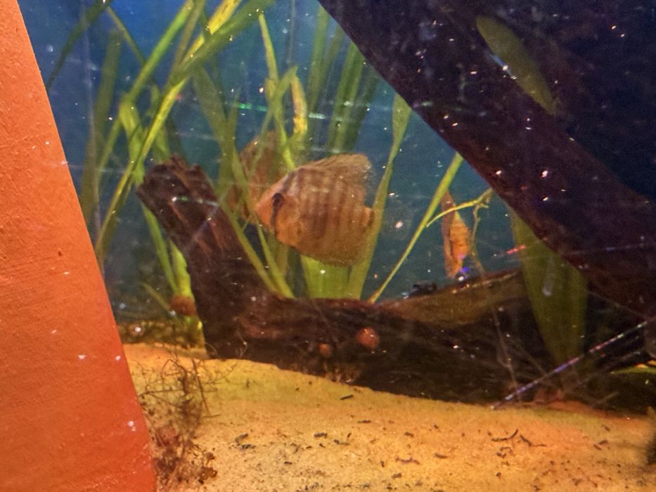 Disco Red turquesa, chekerboard , sribblet e azul turquesa cobalto